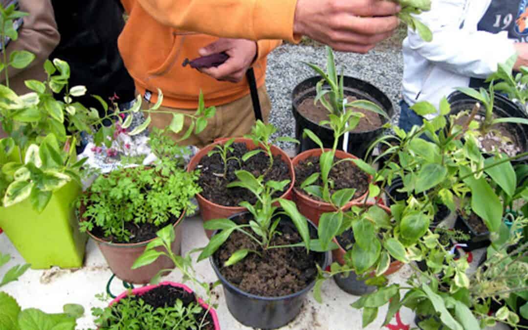 Bourse aux plantes et vide-jardins
